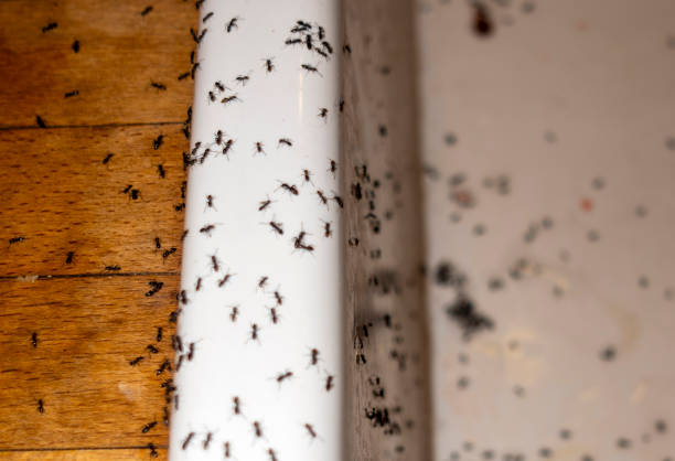 Best Exterminator Services  in Bothell, WA
