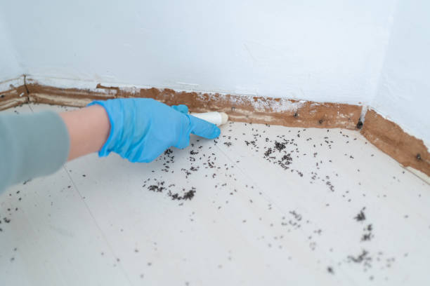 Best Flea Control Services  in Bothell, WA